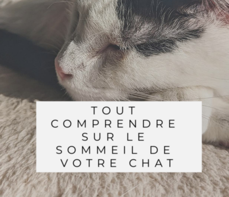 Ebook Sommeil de Chat