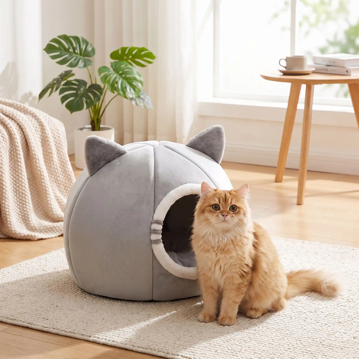 chat roux assis devant sa niche