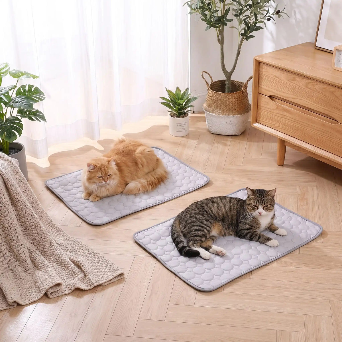 deux chats entrain de se reposer sur leurs tapis